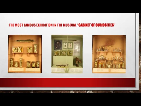 THE MOST FAMOUS EXHIBITION IN THE MUSEUM, "CABINET OF CURIOSITIES"