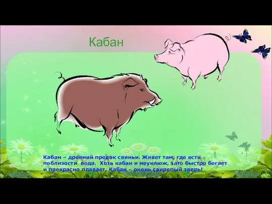 Кабан Кабан – древний предок свиньи. Живет там, где есть поблизости вода.