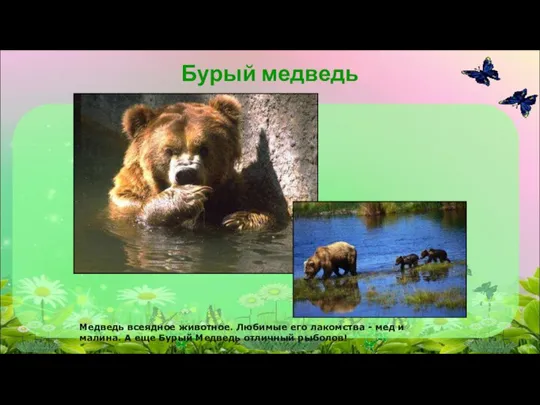 Бурый медведь Медведь всеядное животное. Любимые его лакомства - мед и малина.