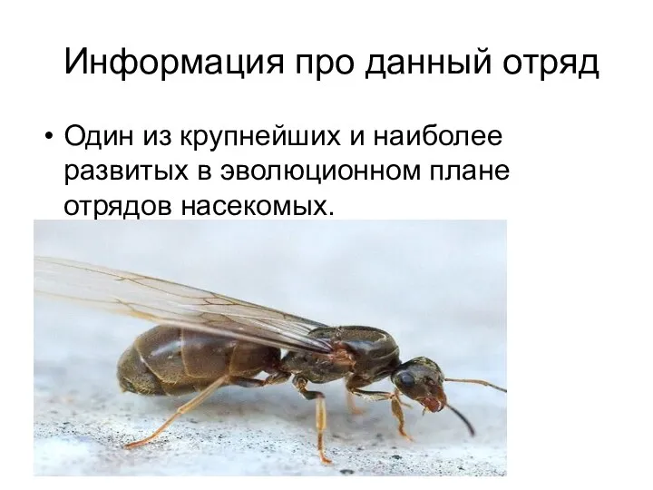Информация про данный отряд Один из крупнейших и наиболее развитых в эволюционном плане отрядов насекомых.