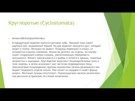 Круглоротые (Cyclostomata) Миноги(Retromyzoniformes) В предротовой воронке имеются роговые зубы. Мощный язык имеет