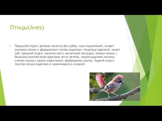 Птицы(Aves) Передний отдел: ротовая полость без зубов, язык подвижный, секрет слюнных желез