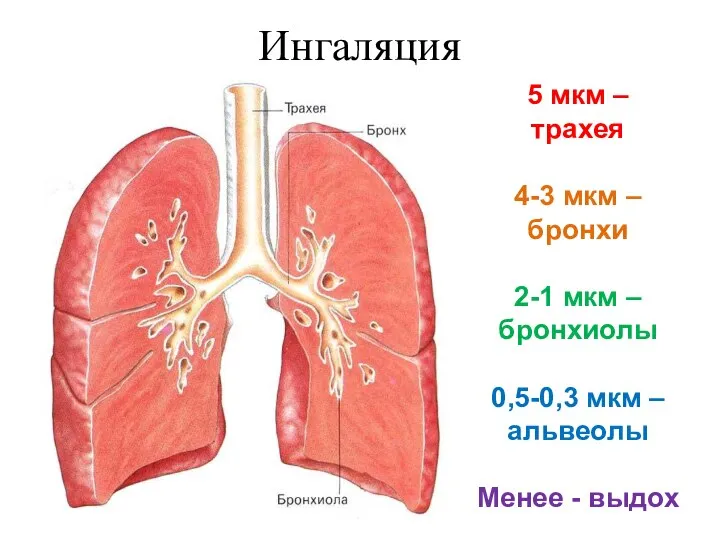 Ингаляция 5 мкм – трахея 4-3 мкм – бронхи 2-1 мкм –