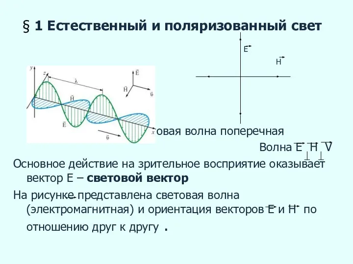 § 1 Естественный и поляризованный свет Е Н Световая волна поперечная Волна