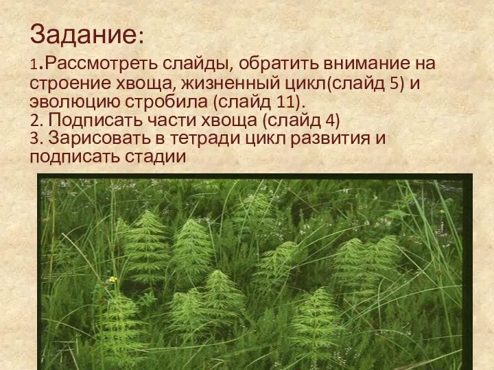 : Задание: 1.Рассмотреть слайды, обратить внимание на строение хвоща, жизненный цикл(слайд 5)