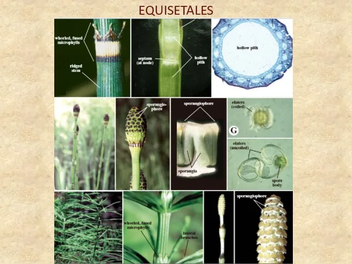 EQUISETALES