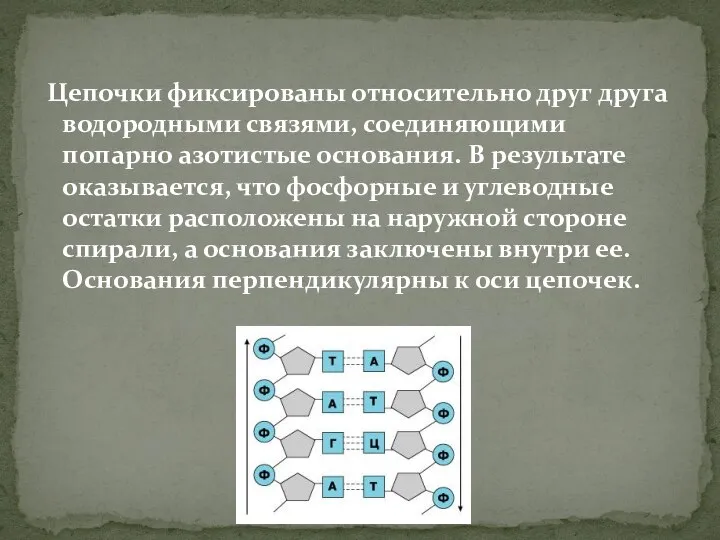 Цепочки фиксированы относительно друг друга водородными связями, соединяющими попарно азотистые основания. В