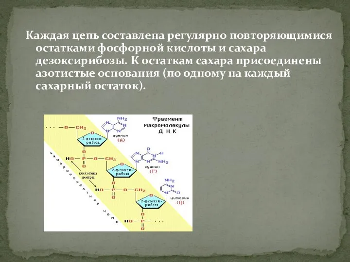 Каждая цепь составлена регулярно повторяющимися остатками фосфорной кислоты и сахара дезоксирибозы. К