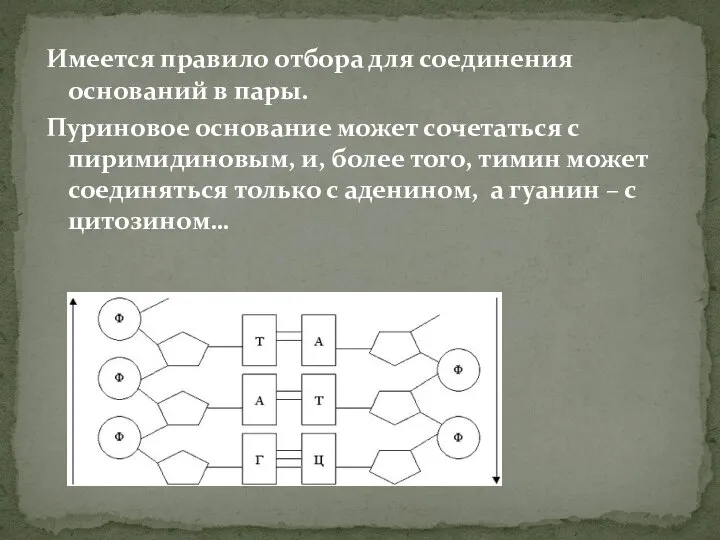 Имеется правило отбора для соединения оснований в пары. Пуриновое основание может сочетаться