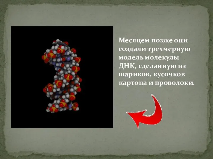 Месяцем позже они создали трехмерную модель молекулы ДНК, сделанную из шариков, кусочков картона и проволоки.