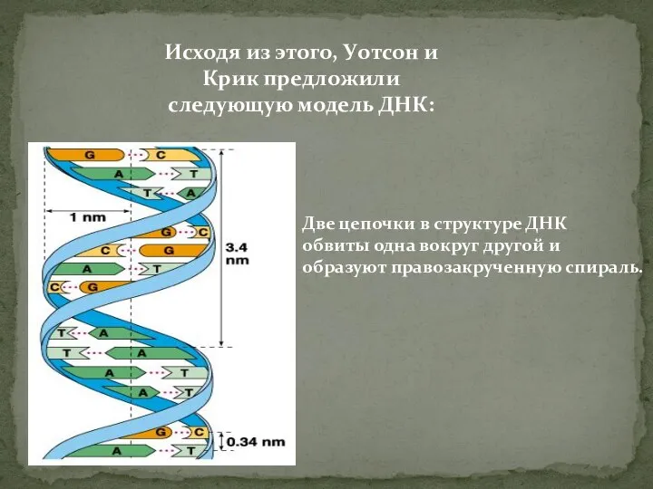 Исходя из этого, Уотсон и Крик предложили следующую модель ДНК: Две цепочки