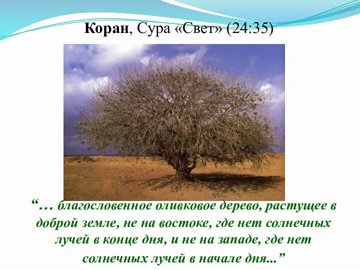 “… благословенное оливковое дерево, растущее в доброй земле, не на востоке, где