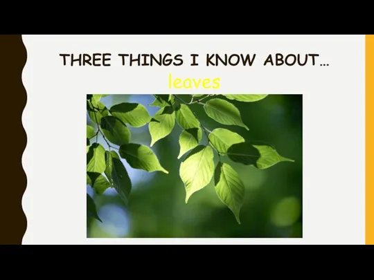 THREE THINGS I KNOW ABOUT… leaves