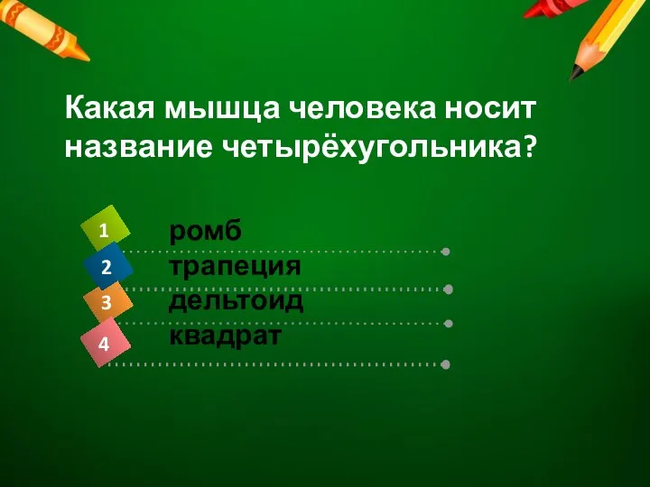 Какая мышца человека носит название четырёхугольника? ромб трапеция дельтоид квадрат