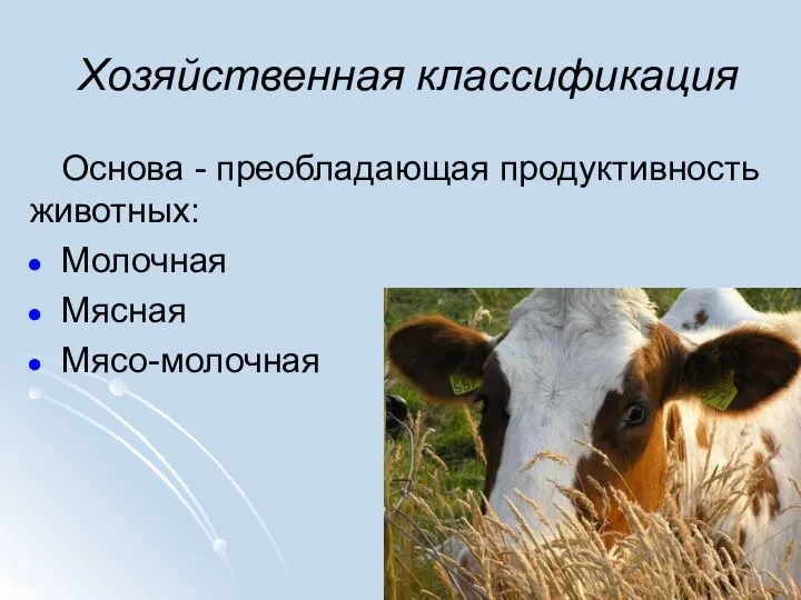 Хозяйственная классификация Основа - преобладающая продуктивность животных: Молочная Мясная Мясо-молочная