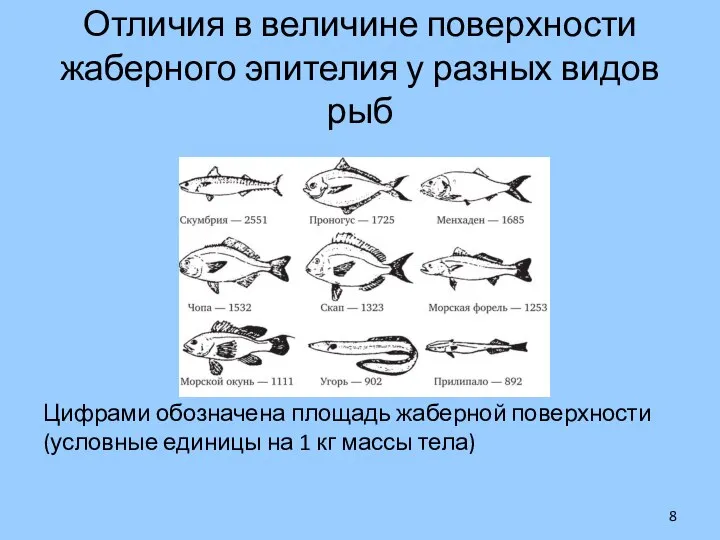 Отличия в величине поверхности жаберного эпителия у разных видов рыб Цифрами обозначена