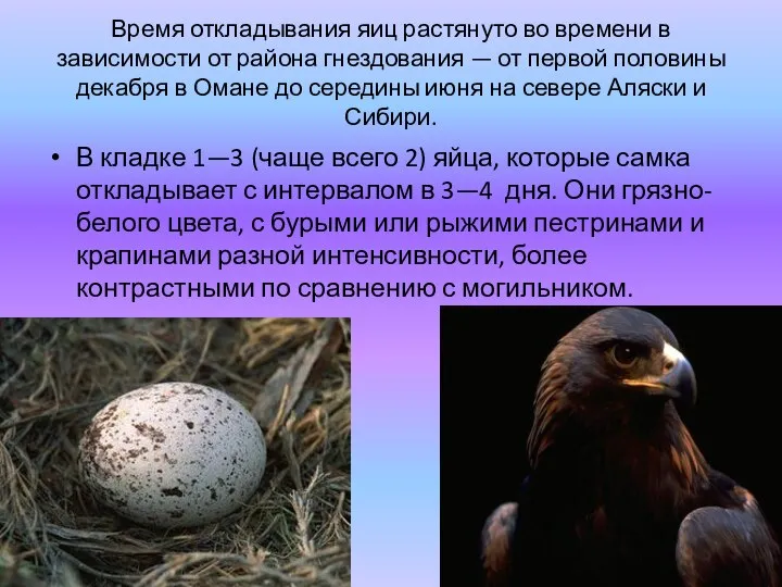 Время откладывания яиц растянуто во времени в зависимости от района гнездования —
