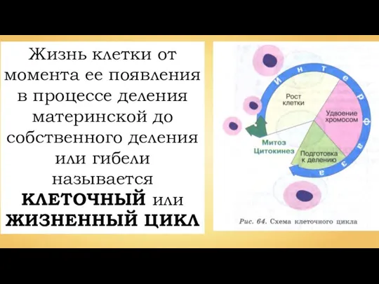 Жизнь клетки от момента ее появления в процессе деления материнской до собственного