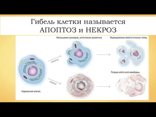 Гибель клетки называется АПОПТОЗ и НЕКРОЗ