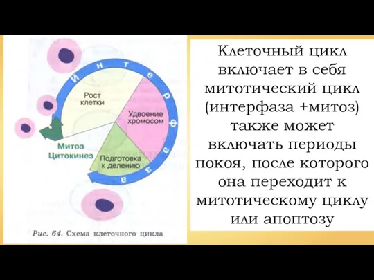 Клеточный цикл включает в себя митотический цикл (интерфаза +митоз) также может включать