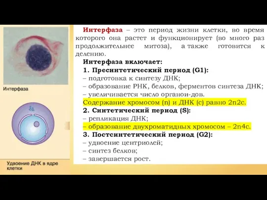 Интерфаза – это период жизни клетки, во время которого она растет и