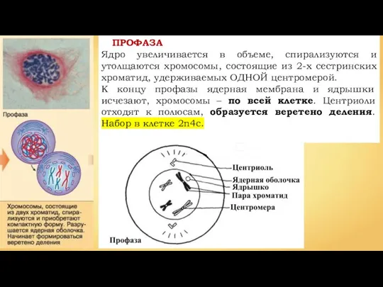 ПРОФАЗА Ядро увеличивается в объеме, спирализуются и утолщаются хромосомы, состоящие из 2-х