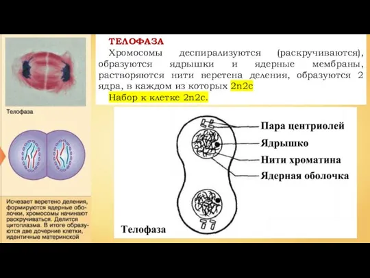 ТЕЛОФАЗА Хромосомы деспирализуются (раскручиваются), образуются ядрышки и ядерные мембраны, растворяются нити веретена