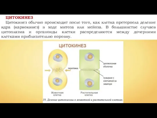 ЦИТОКИНЕЗ Цитокинез обычно происходит после того, как клетка претерпела деление ядра (кариокинез)