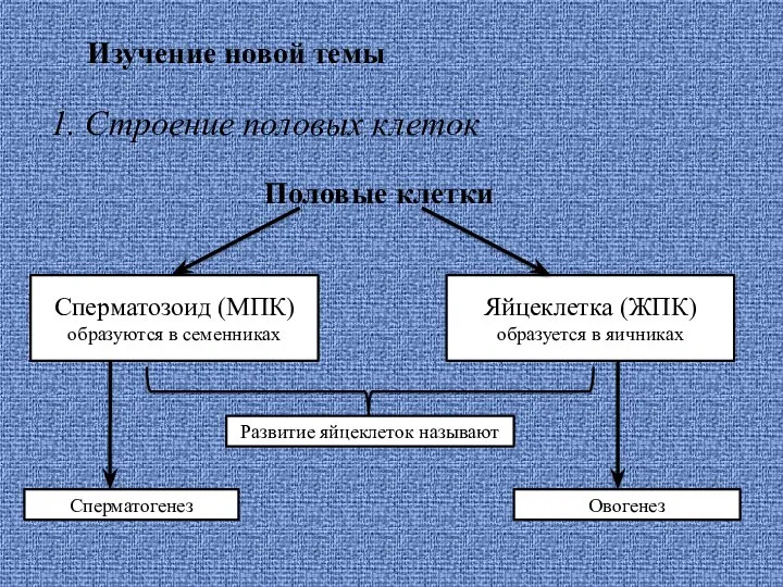 Изучение новой темы 1. Строение половых клеток Половые клетки Сперматозоид (МПК) образуются