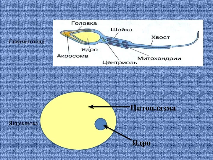 Сперматозоид Яйцеклетка Цитоплазма Ядро