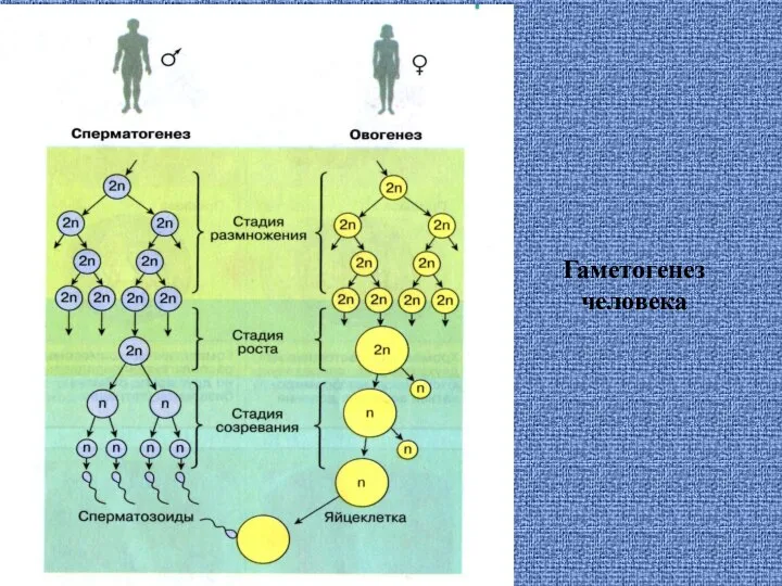 Гаметогенез человека