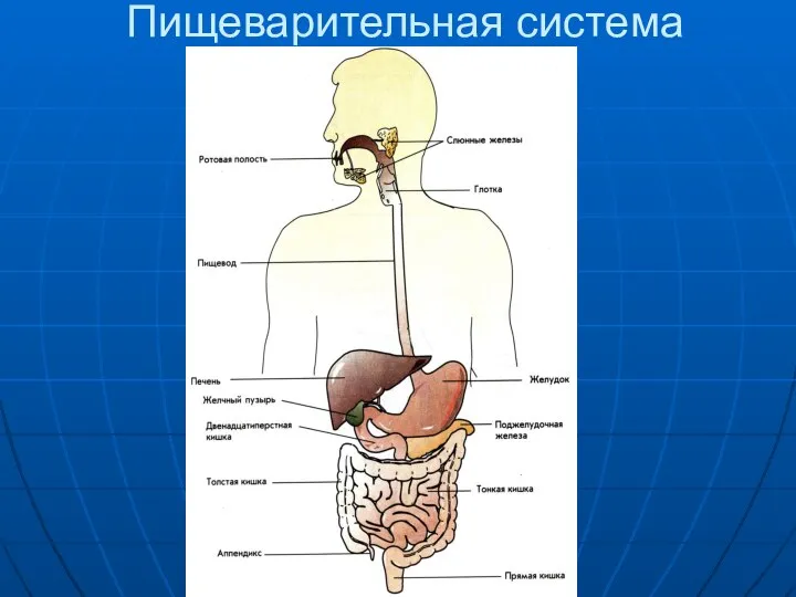 Пищеварительная система