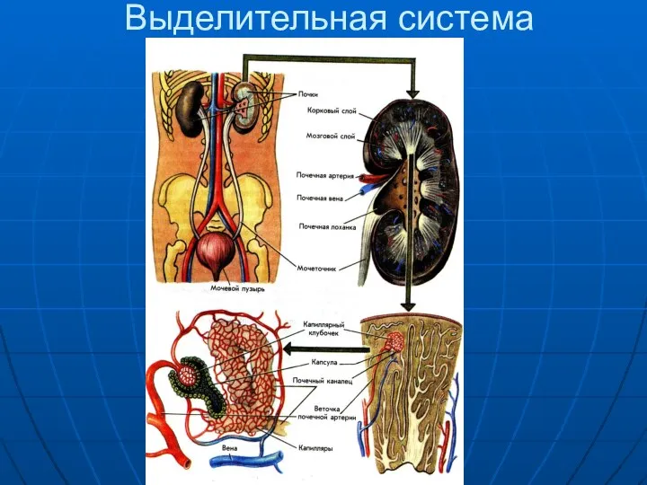 Выделительная система