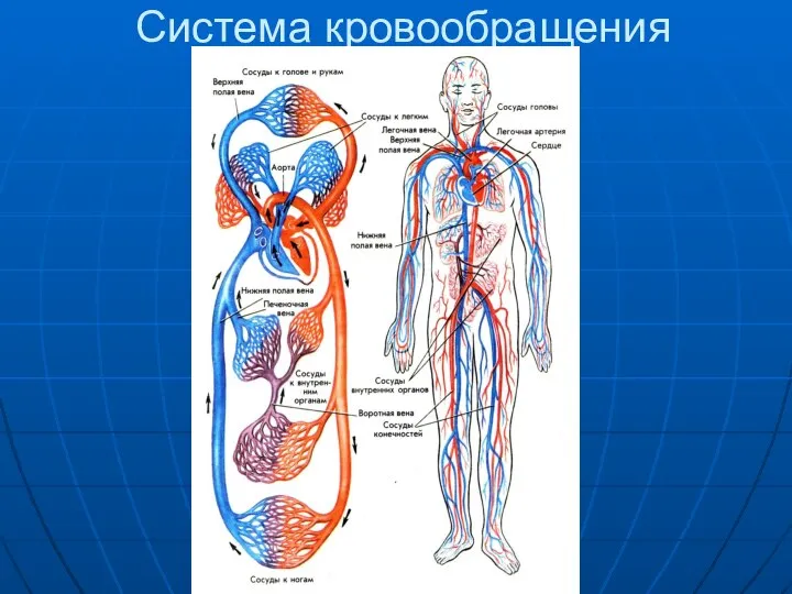 Система кровообращения