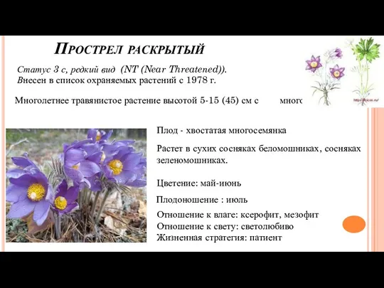 Прострел раскрытый Статус 3 с, редкий вид (NT (Near Threatened)). Внесен в