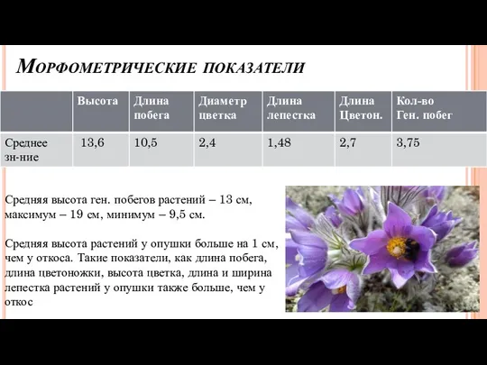 Морфометрические показатели Средняя высота ген. побегов растений – 13 см, максимум –