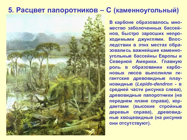 5. Расцвет папоротников – С (каменноугольный) В карбоне образовалось мно-жество заболоченных бассей-нов,