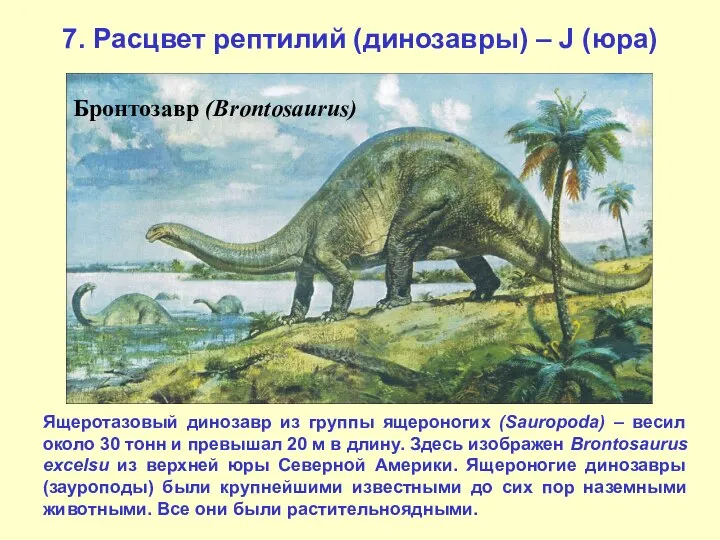 7. Расцвет рептилий (динозавры) – J (юра) Бронтозавр (Brontosaurus) Ящеротазовый динозавр из