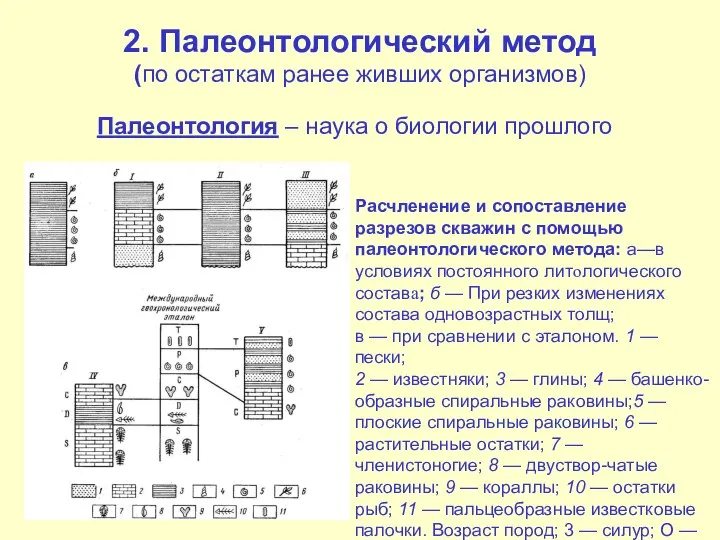 2. Палеонтологический метод (по остаткам ранее живших организмов) Палеонтология – наука о