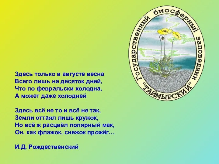 Здесь только в августе весна Всего лишь на десяток дней, Что по