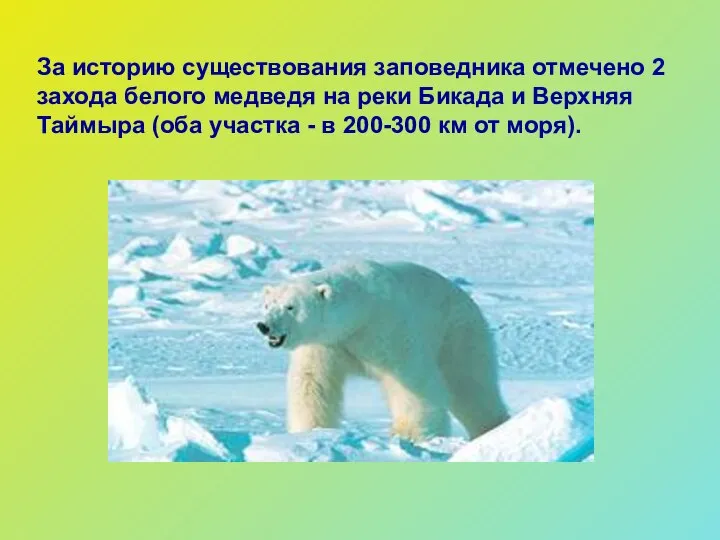 За историю существования заповедника отмечено 2 захода белого медведя на реки Бикада