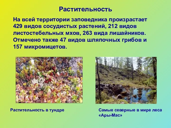 Растительность На всей территории заповедника произрастает 429 видов сосудистых растений, 212 видов