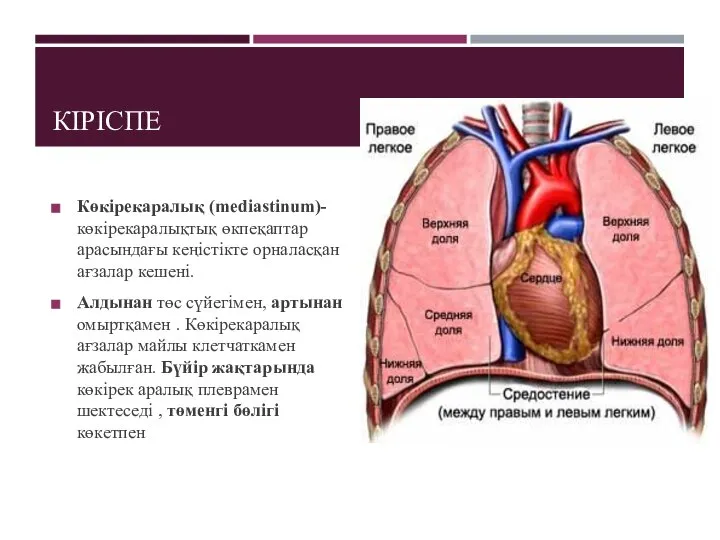 КІРІСПЕ Көкірекаралық (mediastinum)- көкірекаралықтық өкпеқаптар арасындағы кеңістікте орналасқан ағзалар кешені. Алдынан төс