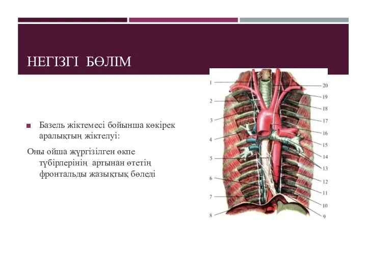 НЕГІЗГІ БӨЛІМ Базель жіктемесі бойынша көкірек аралықтың жіктелуі: Оны ойша жүргізілген өкпе