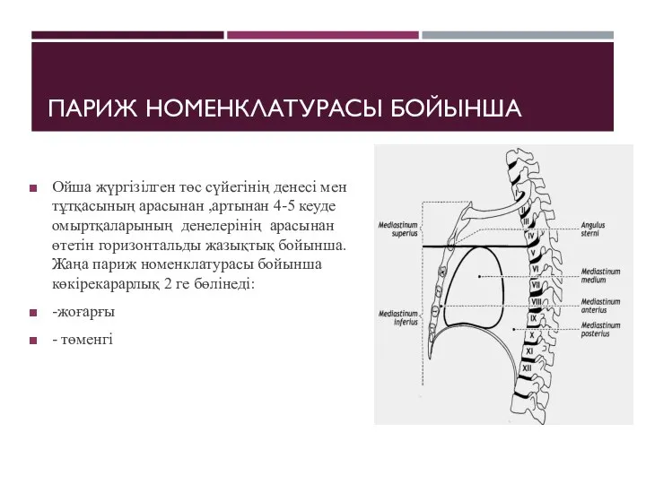 ПАРИЖ НОМЕНКЛАТУРАСЫ БОЙЫНША Ойша жүргізілген төс сүйегінің денесі мен тұтқасының арасынан ,артынан