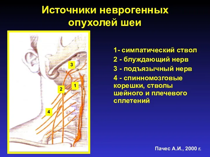 Источники неврогенных опухолей шеи 1- симпатический ствол 2 - блуждающий нерв 3