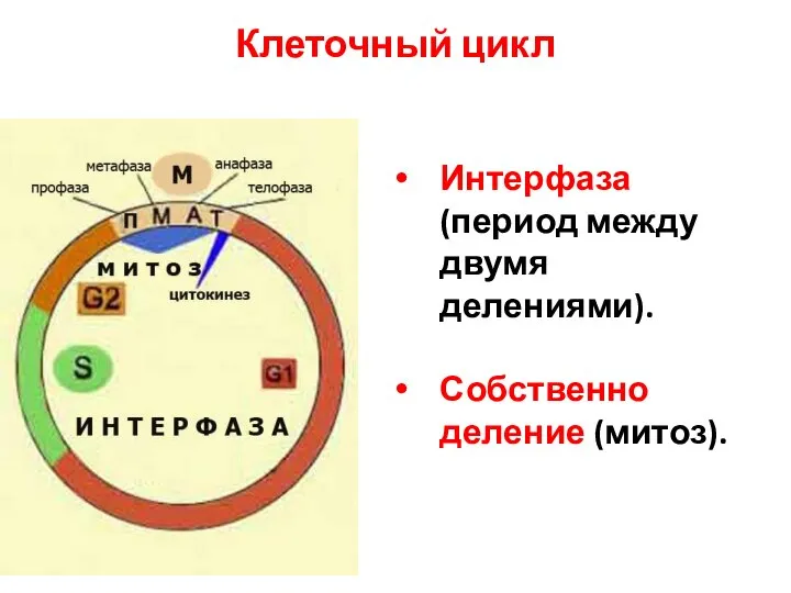 Клеточный цикл Интерфаза (период между двумя делениями). Собственно деление (митоз).