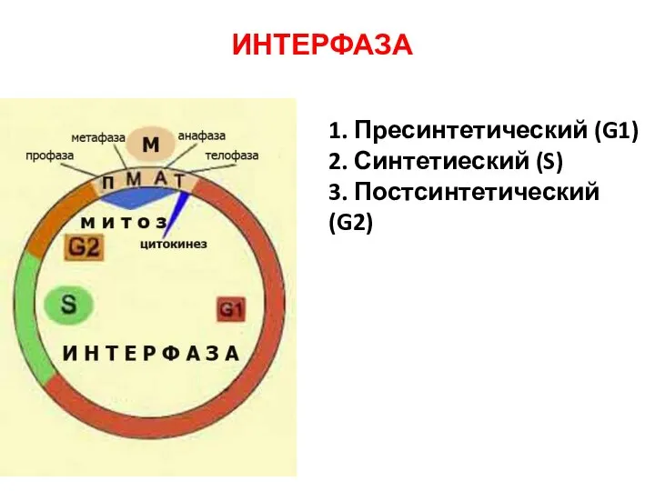 1. Пресинтетический (G1) 2. Синтетиеский (S) 3. Постсинтетический (G2) ИНТЕРФАЗА