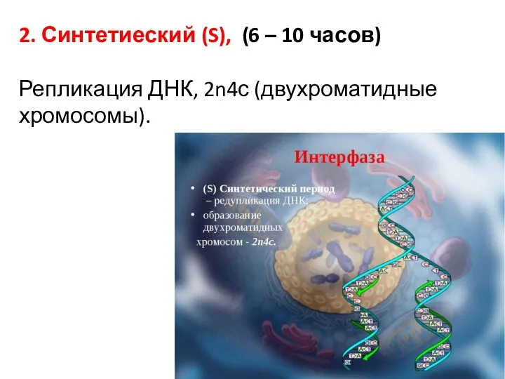 2. Синтетиеский (S), (6 – 10 часов) Репликация ДНК, 2n4с (двухроматидные хромосомы).