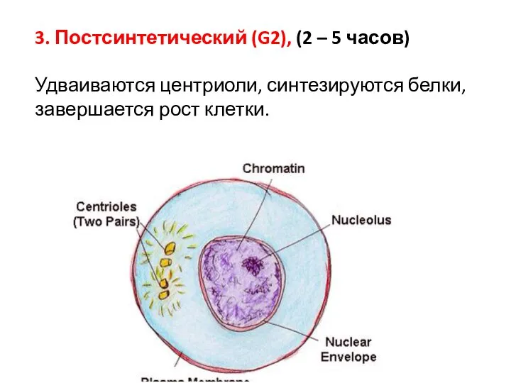 3. Постсинтетический (G2), (2 – 5 часов) Удваиваются центриоли, синтезируются белки, завершается рост клетки.